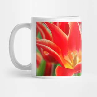 Tulipa  &#39;Aladdin&#39;   Lily-flowered Group Tulip Mug